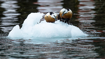 BB 13 0470 / Polysticta stelleri / Stellerand